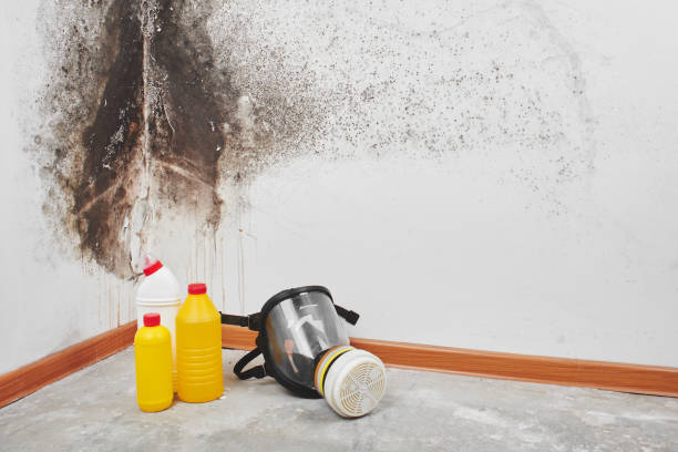 Best Professional Mold Removal  in Vergennes, VT