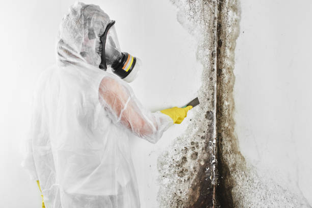 Best Toxic Mold Removal  in Vergennes, VT