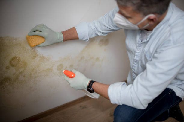 Best Commercial Mold Removal  in Vergennes, VT