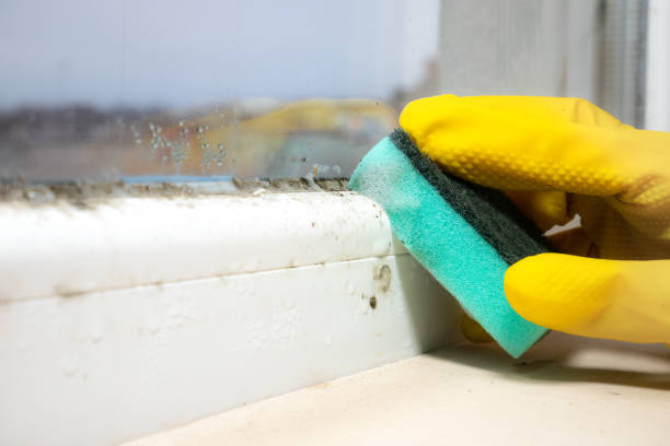 Best Same-Day Mold Removal  in Vergennes, VT