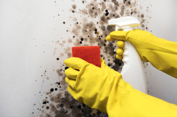 Best Mold Cleaning Services  in Vergennes, VT