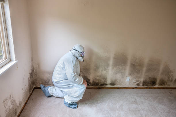 Best Certified Mold Removal  in Vergennes, VT