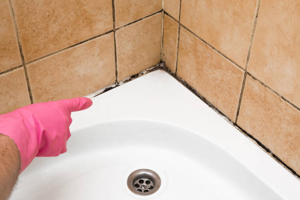 Mold Testing and Removal in Vergennes, VT